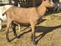 بز نر, Alpine goat — عکس 3