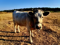 Vacă, Bovine — foto 1
