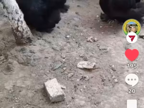 براهما