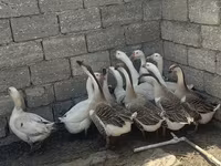 ሊንዳ — ፎቶ 1