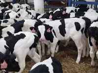 ወንድ በሬ, Holstein breed — ፎቶ 1
