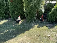 Turkeys — புகைப்படம் 5