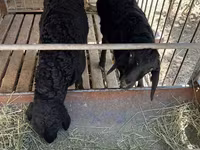 Schafe (Partie, Geschlecht nicht angegeben), Arashan sheep — Foto 2