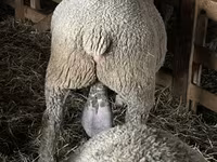 Vædder, Ile-de-France sheep — foto 2