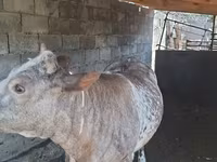 گاو ماده, بلژیکی آبی — عکس 3