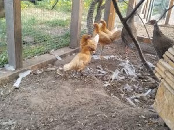 Chickens