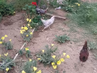 Chickens — foto 8