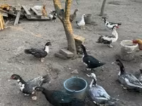 Ducks — الصورة 2