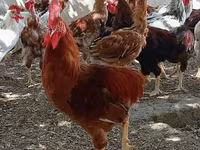 Chickens — foto 1