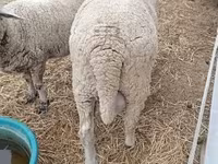 Beran, Merino sheep — foto 3