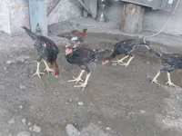 Chickens — fotografija 1