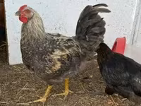 Chickens — عکس 2