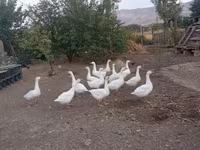 Geese — foto 3