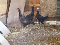 Chickens — fotografija 3