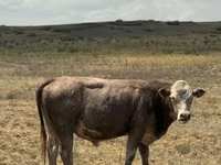 காளை, Simmental cattle — புகைப்படம் 2