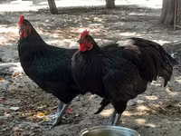 Australorp — foto 7