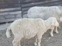 Biri-biri (lot, jantina tidak dinyatakan), Sheep — foto 2