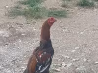 Chickens — ছবি 1