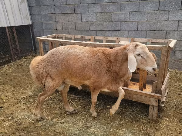 숫양, Arashan sheep