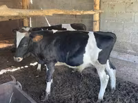 Bulle, Swiss cattle — Foto 2