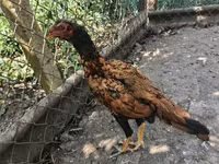 Chickens — عکس 4