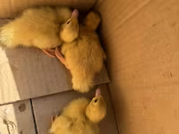 Muscovy domestica — foto 2