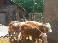 Lembu jantan, Simmental cattle — foto 3