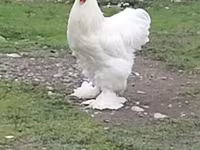 Chickens — عکس 1