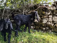 تيس, Damask goat — الصورة 4
