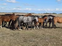 ม้าตัวเมีย, Kazakh horse — รูปภาพ 4