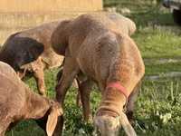 Kambing jantan, Rhon sheep — foto 3