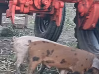Boar, Pigs — photo 1