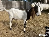 Kozioł, Saanen goat — zdjęcie 7
