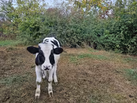 Taureau, Russian Black pied cattle — photo 2