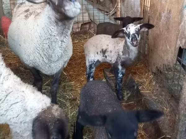Pecora, White Suffolk sheep