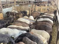 Oaie, Krasnoyarsk sheep — foto 3
