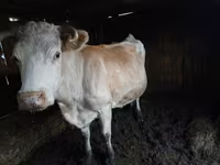 Krava, Simmental cattle — foto 1