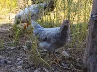 Chickens — Foto 1