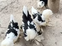 Chickens — foto 6