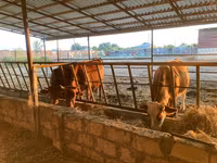 Ko, Simmental cattle — foto 1