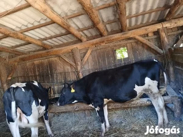Touro, Raça Holstein