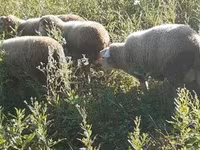 Vædder, Merino sheep — foto 4