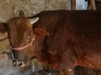 Lembu jantan, Cattle — foto 3