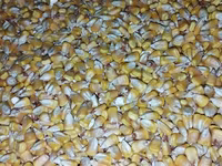 Продаю КУКУРУЗУ . Сухая влага 10% . есть 100 тонн. 20 сом окончательно — รูปภาพ 3