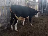 Бух, Russian Black pied cattle — 2 зураг