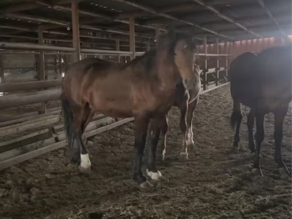 Faras, Horses