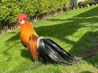 Chickens — foto 3