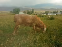 Baran, Owce — zdjęcie 5
