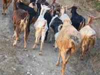 Ged, Damask goat — foto 7