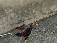 Chickens — sawirka 2